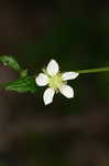 White avens